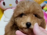 點選圖片可放大