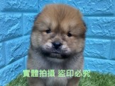 點選圖片可放大