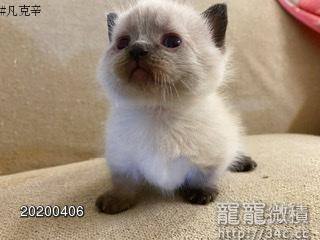海豹重點曼赤肯 Momartw莫瑪貓舍 賣曼赤肯短腿貓 寵寵微積手機版