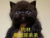 點選圖片可放大
