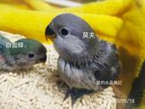 點選圖片可放大