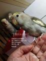 點選圖片可放大