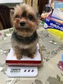 點選圖片可放大