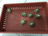 CB小蘇卡達5~6cm CB小蘇卡達5~6cm