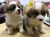 點選圖片可放大