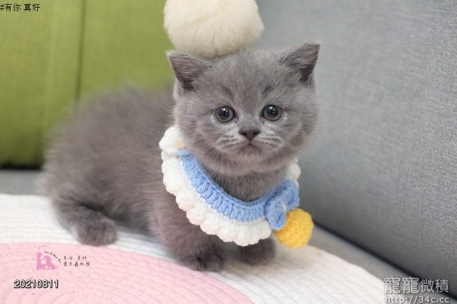 有你真好 超甜美超短腿藍藍曼赤肯 賣曼赤肯短腿貓 寵寵微積手機版