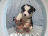 點選圖片可放大
