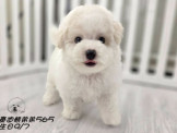 奶油貴賓：奶油 奶油白 大眼 短腿 短吻 爆毛 雕色 香檳灰 貴賓 泰迪熊弟弟妹妹