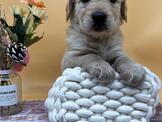 黃金獵犬：府城名犬舍❤ 憨憨的黃金暖男~