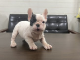 福樂欣犬坊-法國鬥牛犬