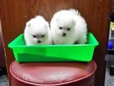 點選圖片可放大