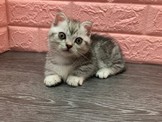 點選圖片可放大