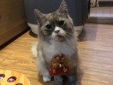 點選圖片可放大
