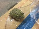 點選圖片可放大