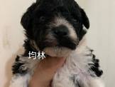 點選圖片可放大