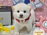 點選圖片可放大