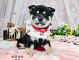 點選圖片可放大