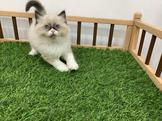 點選圖片可放大