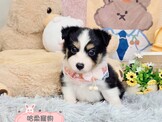 點選圖片可放大