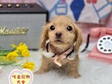 點選圖片可放大