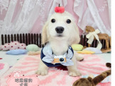 點選圖片可放大