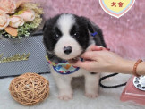 點選圖片可放大