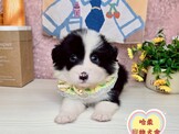 點選圖片可放大