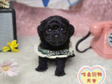 點選圖片可放大