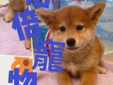 點選圖片可放大