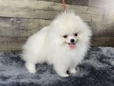 點選圖片可放大