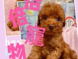 點選圖片可放大