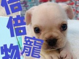 點選圖片可放大
