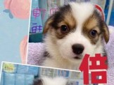 點選圖片可放大