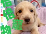 點選圖片可放大