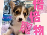 點選圖片可放大