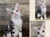 點選圖片可放大