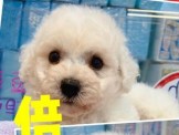 點選圖片可放大