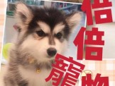 點選圖片可放大