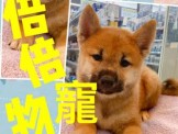 點選圖片可放大