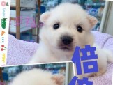 點選圖片可放大