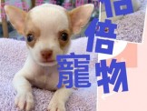 點選圖片可放大