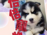 點選圖片可放大
