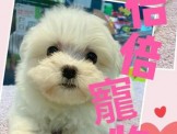點選圖片可放大