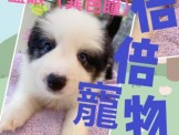 點選圖片可放大