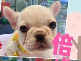 點選圖片可放大