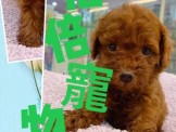 點選圖片可放大