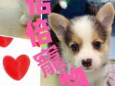 點選圖片可放大