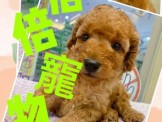 點選圖片可放大