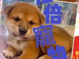 點選圖片可放大