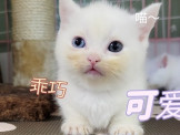 點選圖片可放大